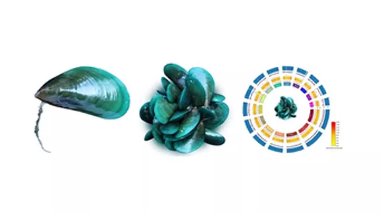 CMFRI Decodes Genome Sequence Of Asian Green Mussel CMFRI Decodes Genome Sequence Of Asian Green Mussel