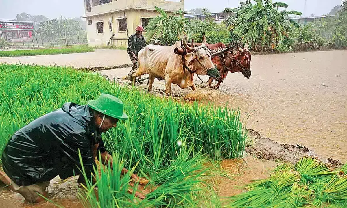 Telangana Rains: These Districts to Receive Heavy Rain Till Sept 4