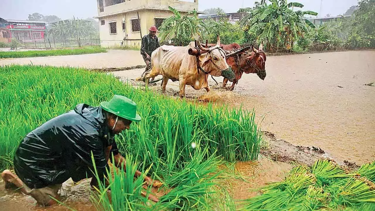 Telangana Rains: These Districts to Receive Heavy Rain Till Sept 4 Telangana Rains: These Districts to Receive Heavy Rain Till Sept 4