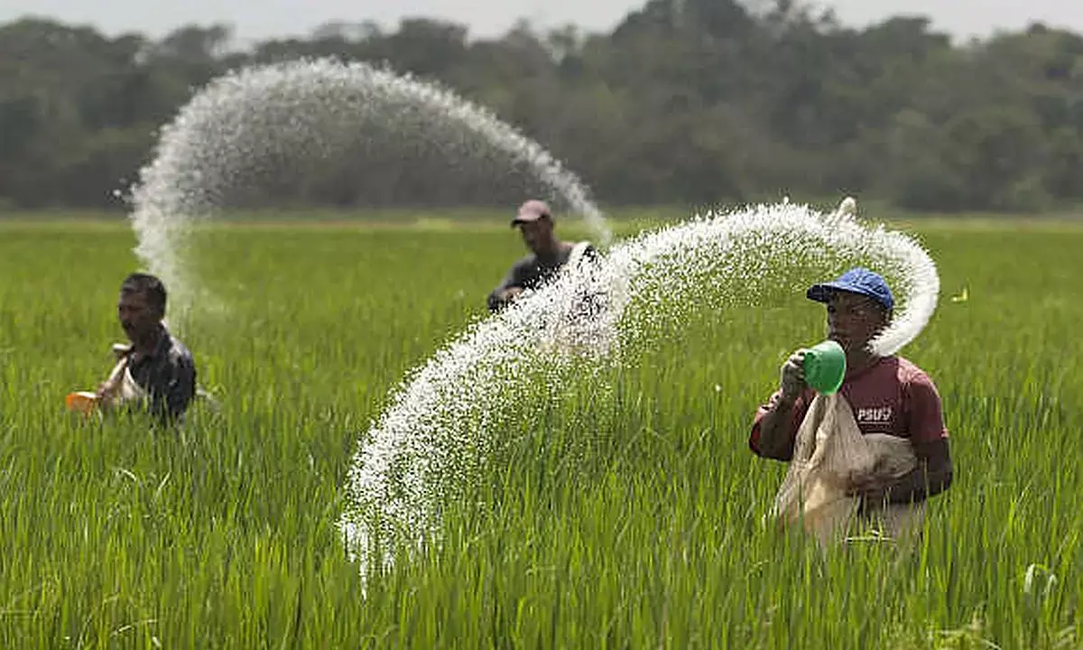 Govt approves Rs24,475 cr subsidy on P&K fertilisers for 2024-25 rabi season