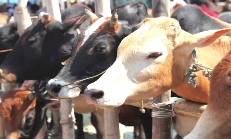 Cow Honour Movement: Gau Dhwaj Establishment Bharat Yatra from Sept 22