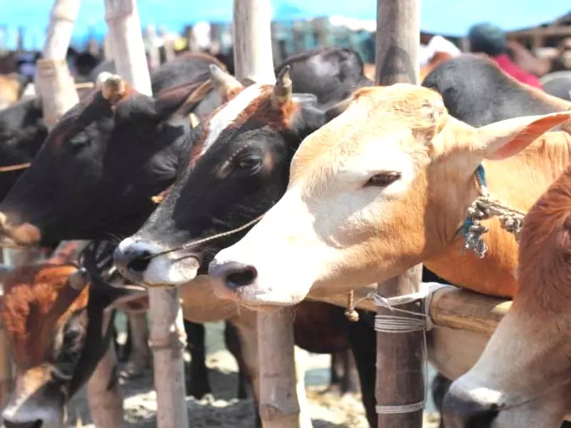 Cow Honour Movement: Gau Dhwaj Establishment Bharat Yatra from Sept 22 Cow Honour Movement: Gau Dhwaj Establishment Bharat Yatra from Sept 22