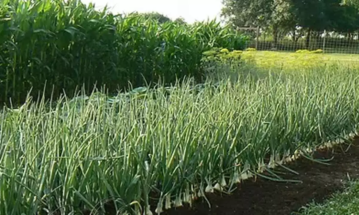 A Fork In The Road For Food And Farming