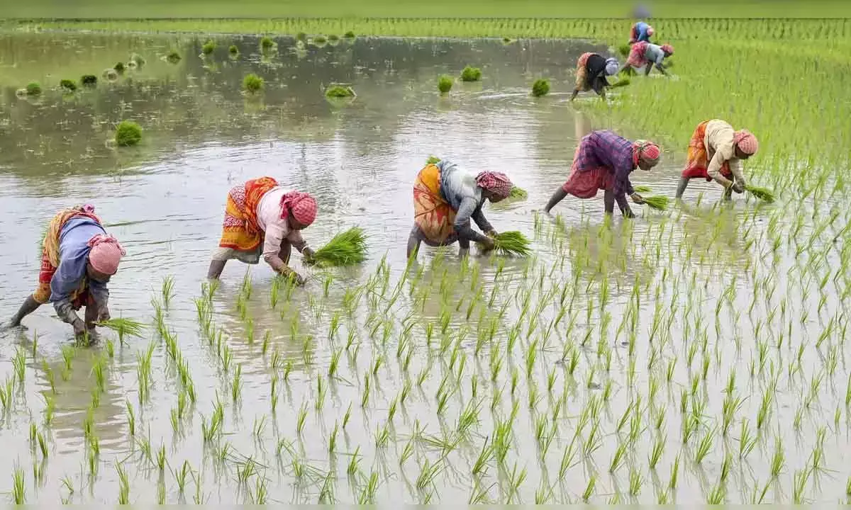 Retail Inflation For Farm Workers Falls