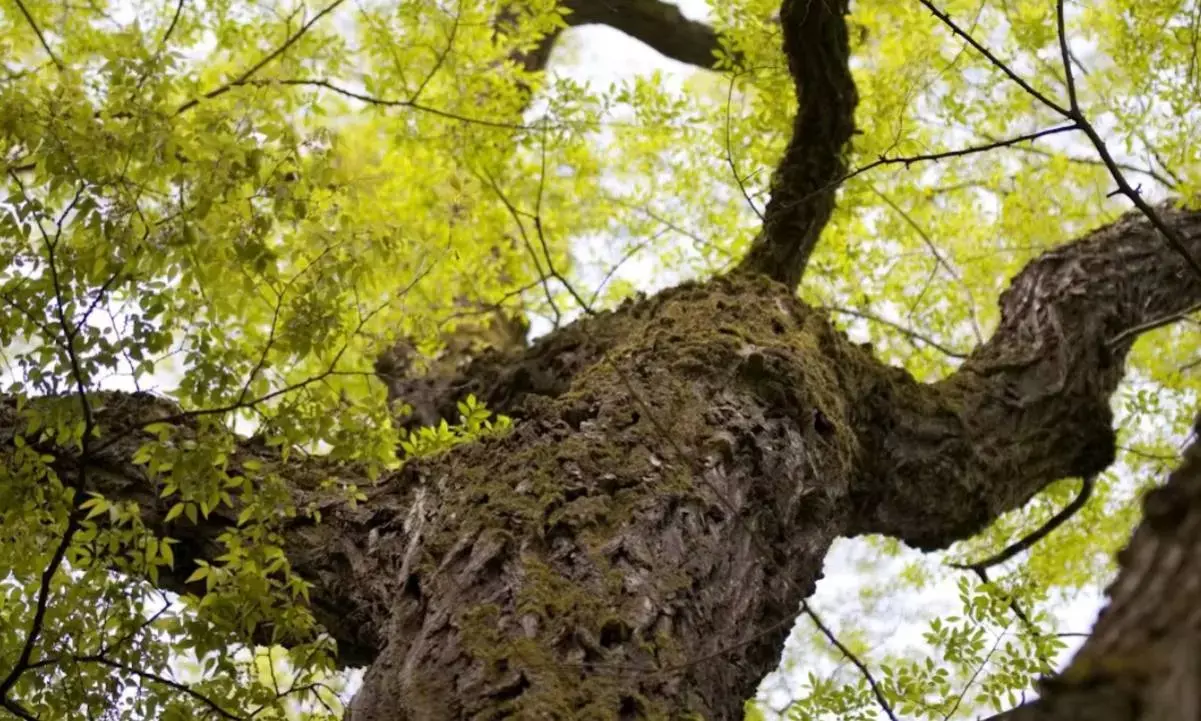 Climate change means we may have to learn to live with invasive species