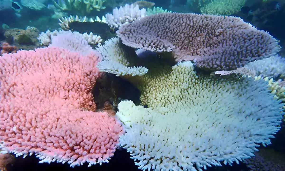 Heat-Tolerant Corals May Hold Key To Reef Survival