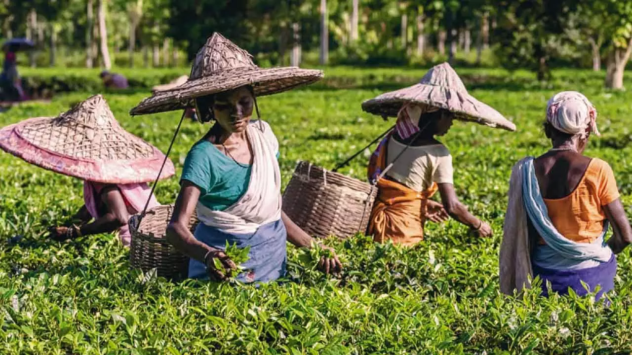 Govt Must Handhold The Tea Industry To Bring It Out Of Its Crisis Govt Must Handhold The Tea Industry To Bring It Out Of Its Crisis