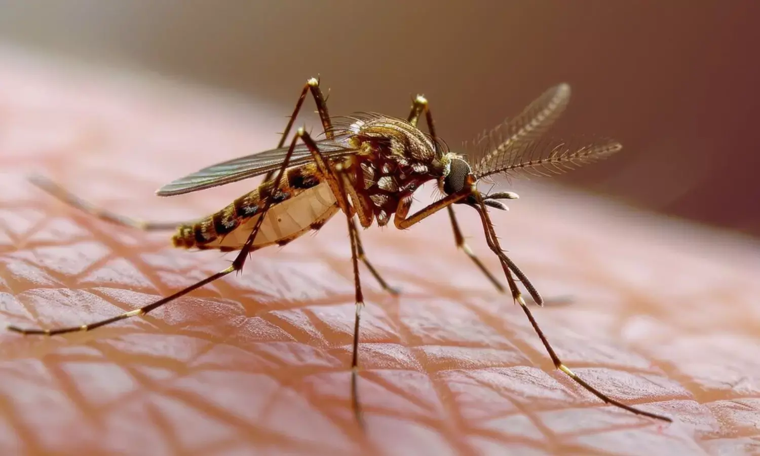 GHMC Launches Anti-Larvae Initiative to Prevent Chikungunya in Hyderabad