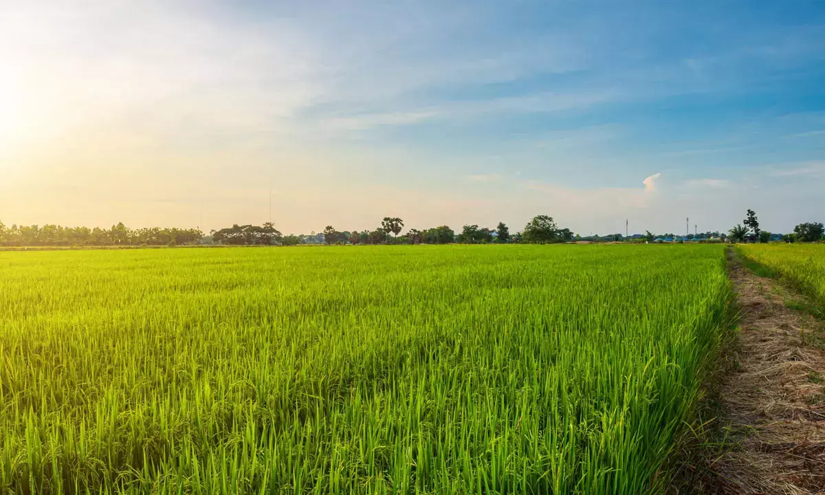 Reforms Will Make Rationalization Of Farm Schemes More Efficient