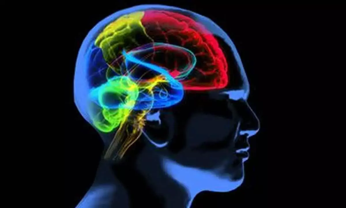 Pattern Of Brain Shrinkage Varies Between Alzheimer’s Patients