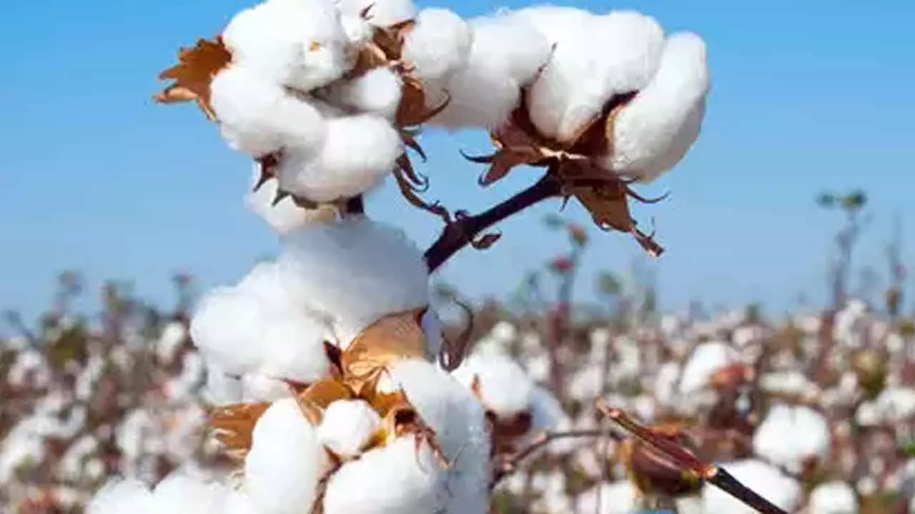 Cotton procurement at MSP via 550 centres Cotton procurement at MSP via 550 centres