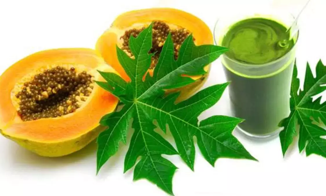 Consuming Papaya Leaf Juice Thrice Weekly Helps Combat These Major Health Issues