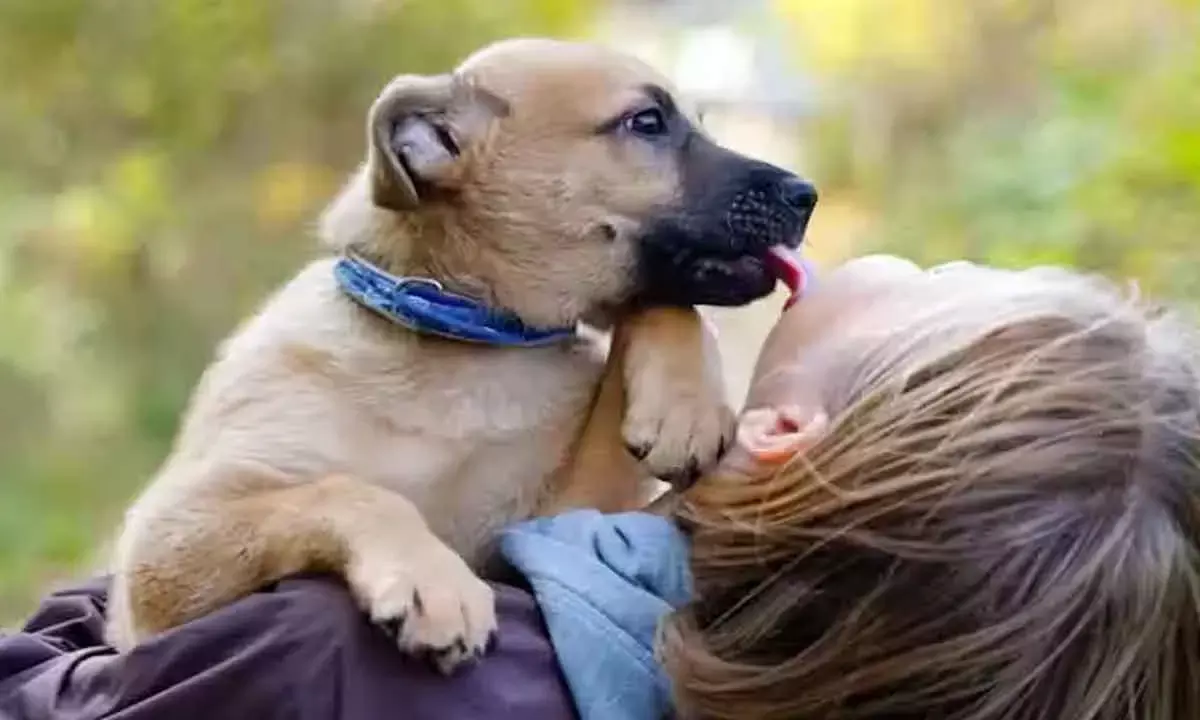 Is Owning Dog Good For Your Health?