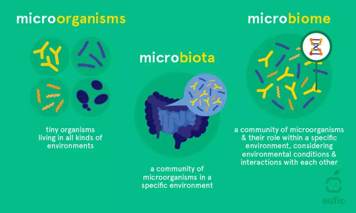 Mathematical Frameworks Can Advance Our Understanding Of Ecosystems From Microbiomes To Large Ones Involving Plants And Animals