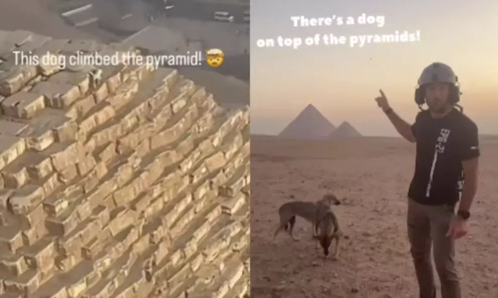 Dog climbs top of Pyramid of Giza in Egypt: Heres what happened next