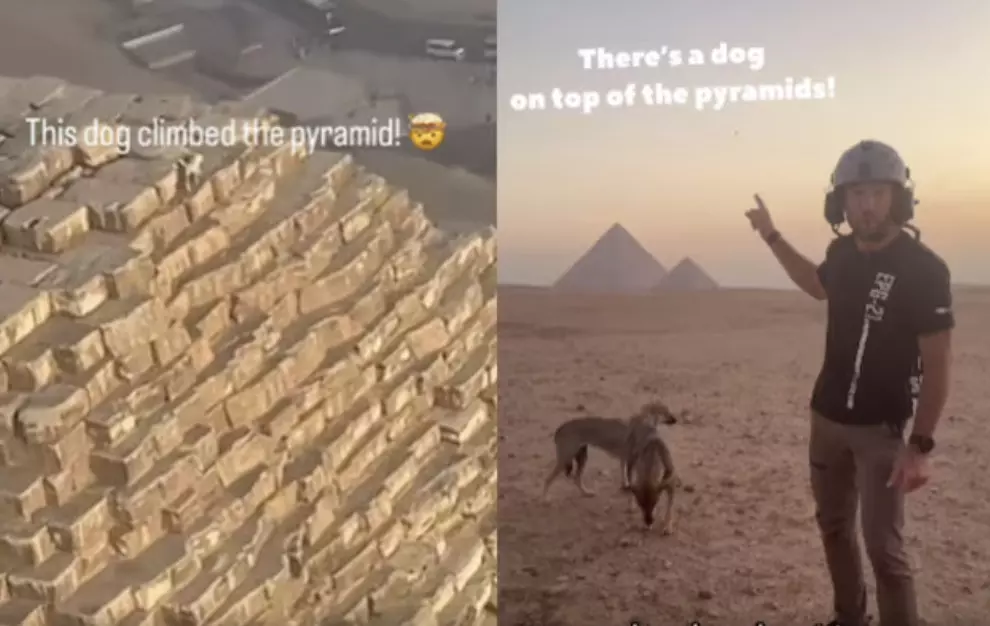 Dog climbs top of Pyramid of Giza in Egypt: Heres what happened next Dog climbs top of Pyramid of Giza in Egypt: Heres what happened next