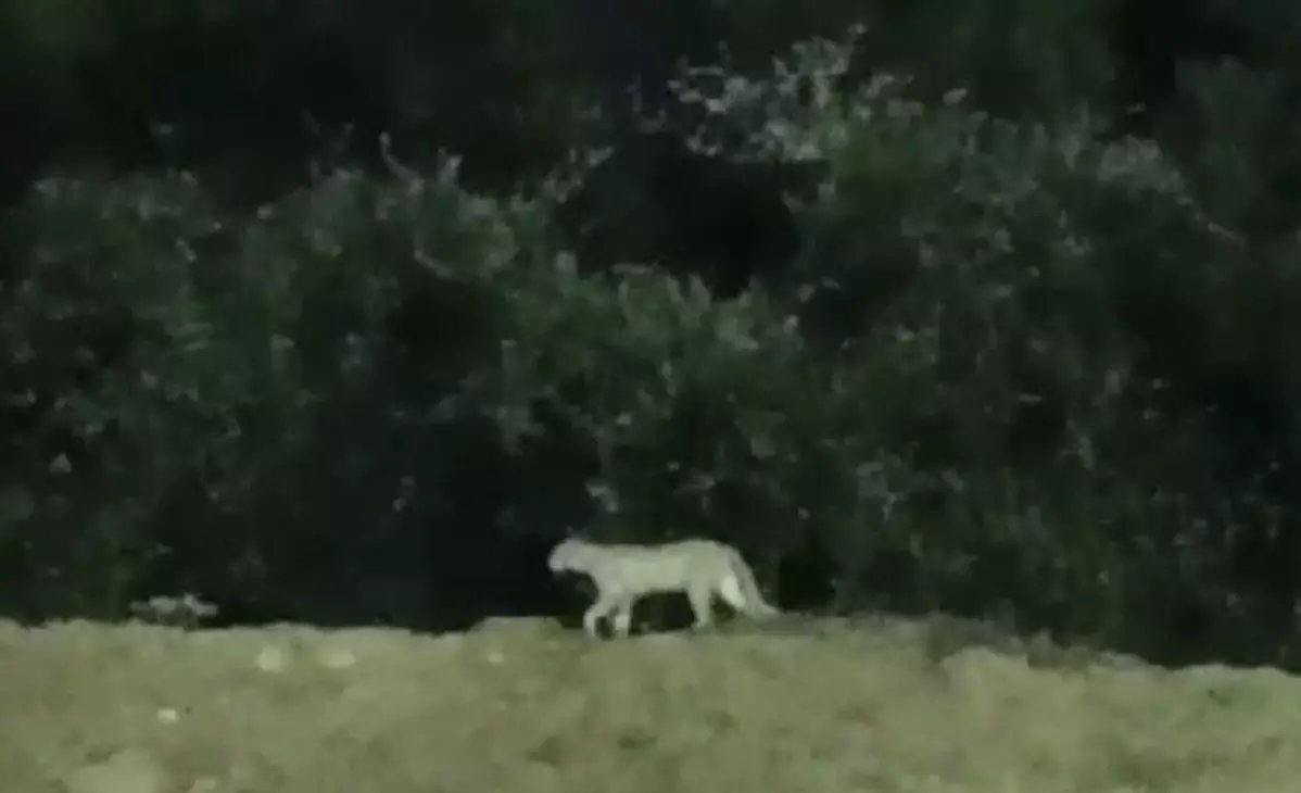 Reports of leopard sighting in Hyderabads Miyapur Reports of leopard sighting in Hyderabads Miyapur