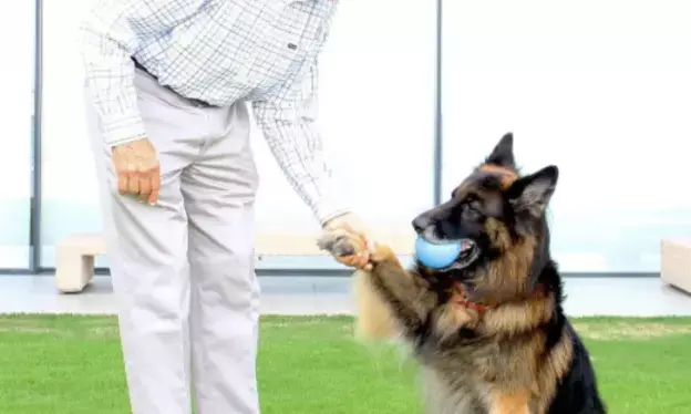 Ratan Tata’s Will: Wealth split among family, Shantanu Naidu, and majorly for charity