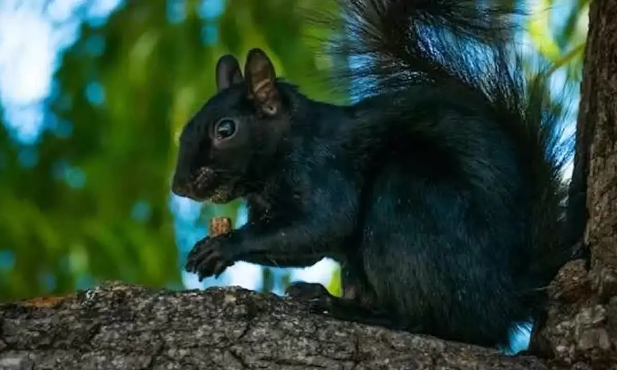 Biases Toward Animals People Are Trying To Conserve And Protect