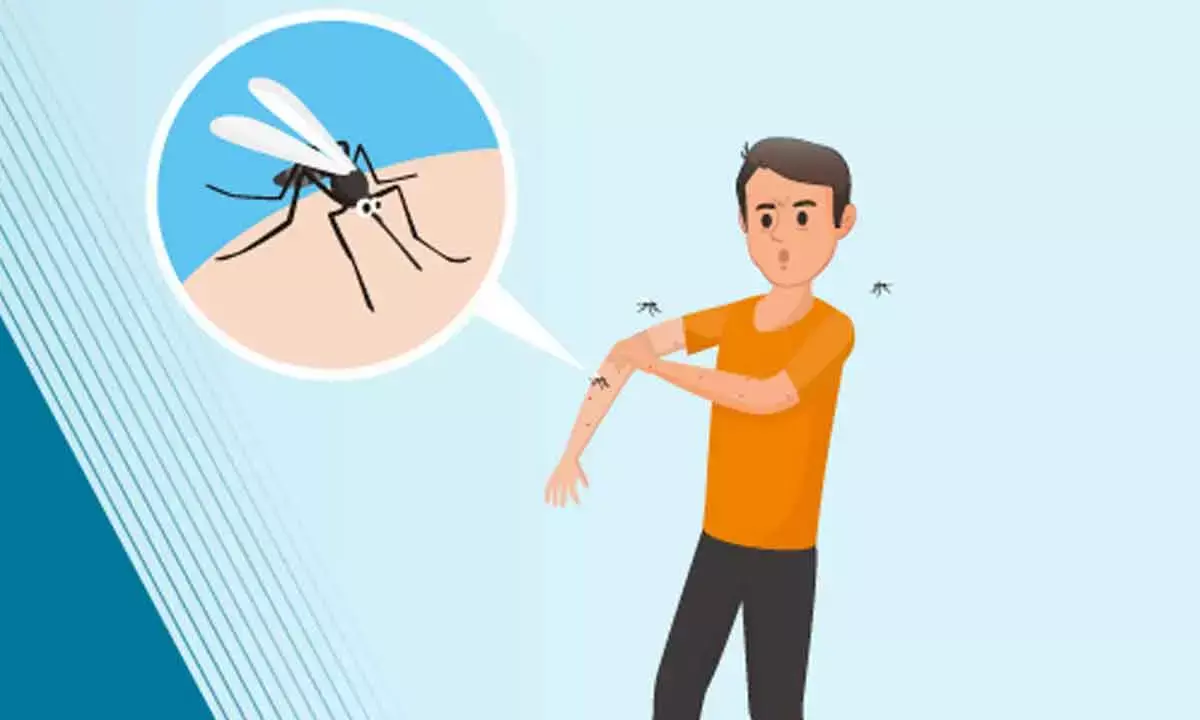 Contain Mosquito Menace Before Sleep Disorders And Health Issues Worsen
