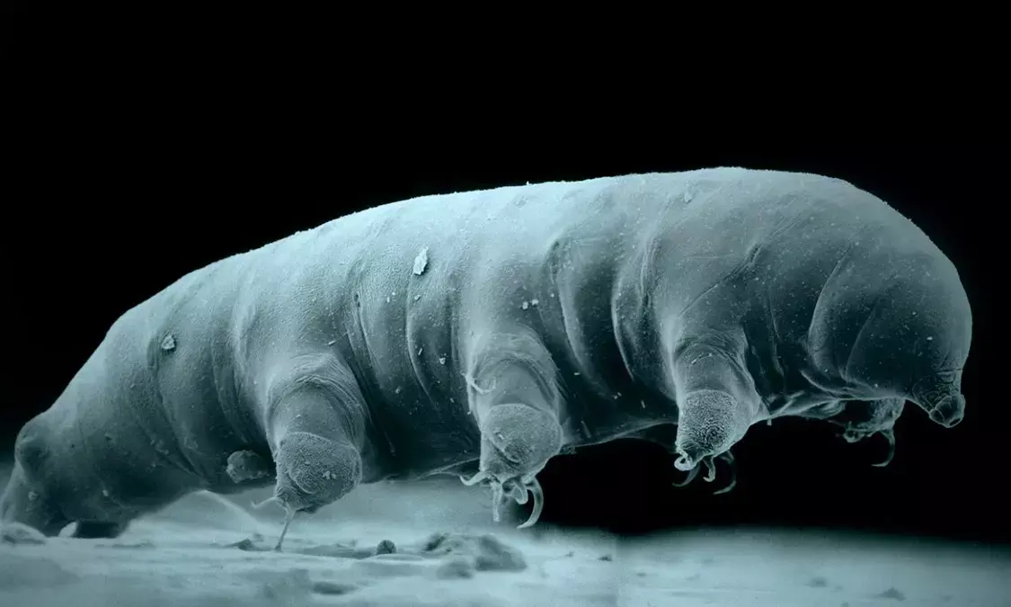 Understanding Tardigrades Resistance to High Radiation Levels and Its Implications for Future Space Missions