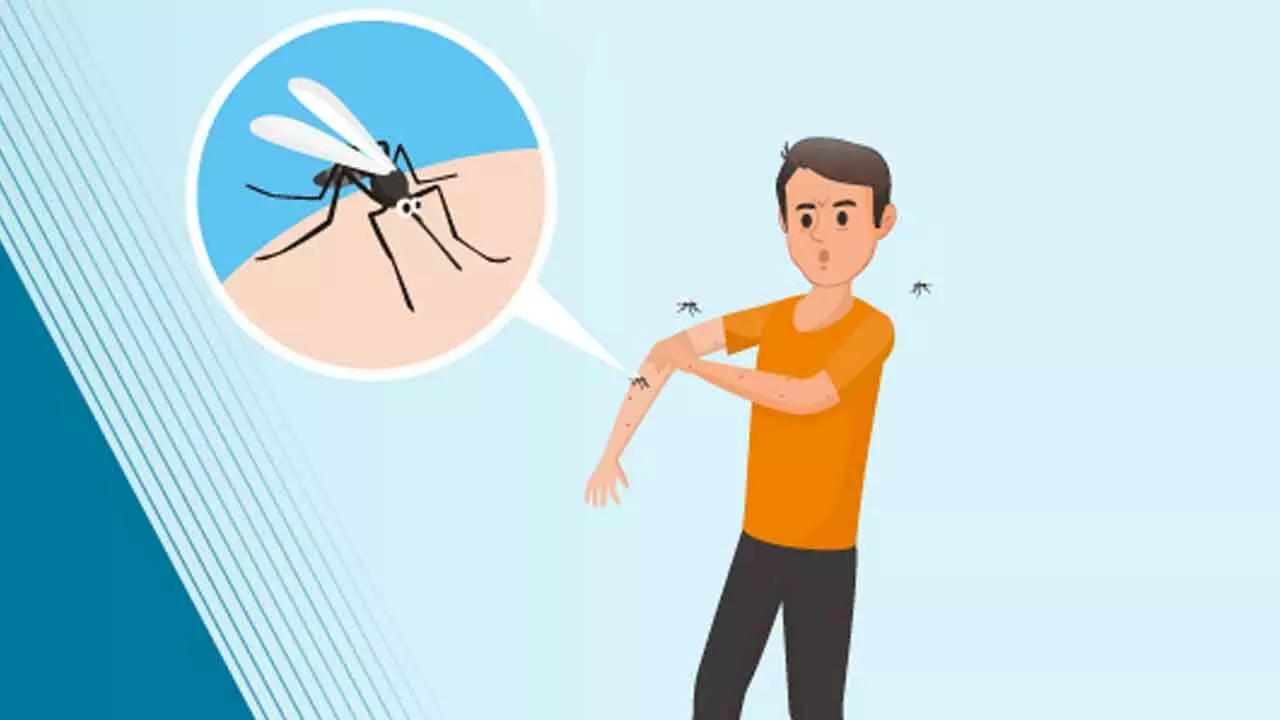 Contain Mosquito Menace Before Sleep Disorders And Health Issues Worsen Contain Mosquito Menace Before Sleep Disorders And Health Issues Worsen