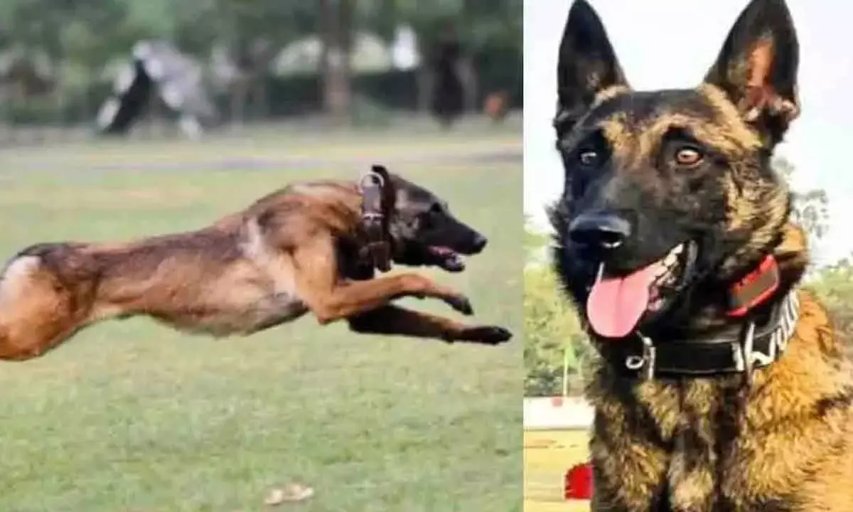 Jammu Encounter Costs Army Its Phantom