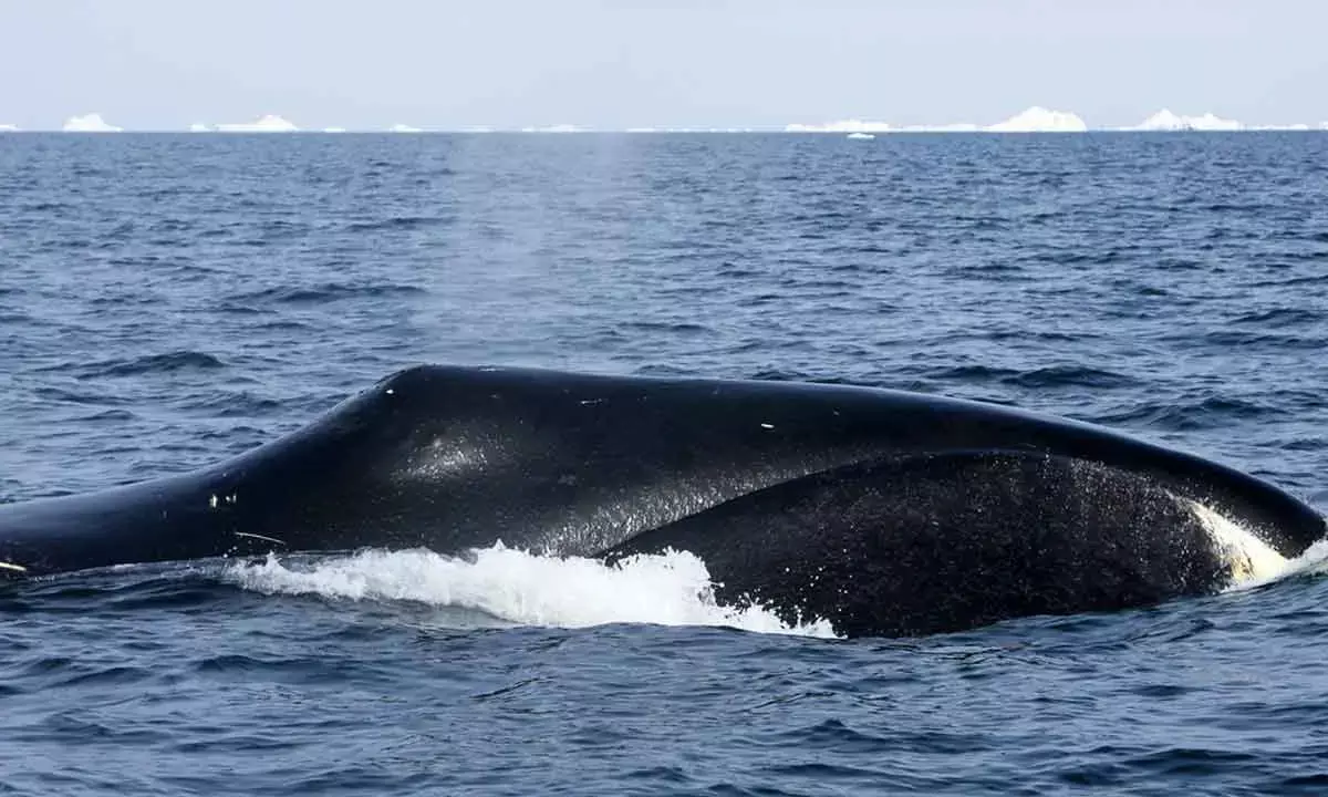 Saving Whales From The Harpoons Of The Past And Heat Of The Future