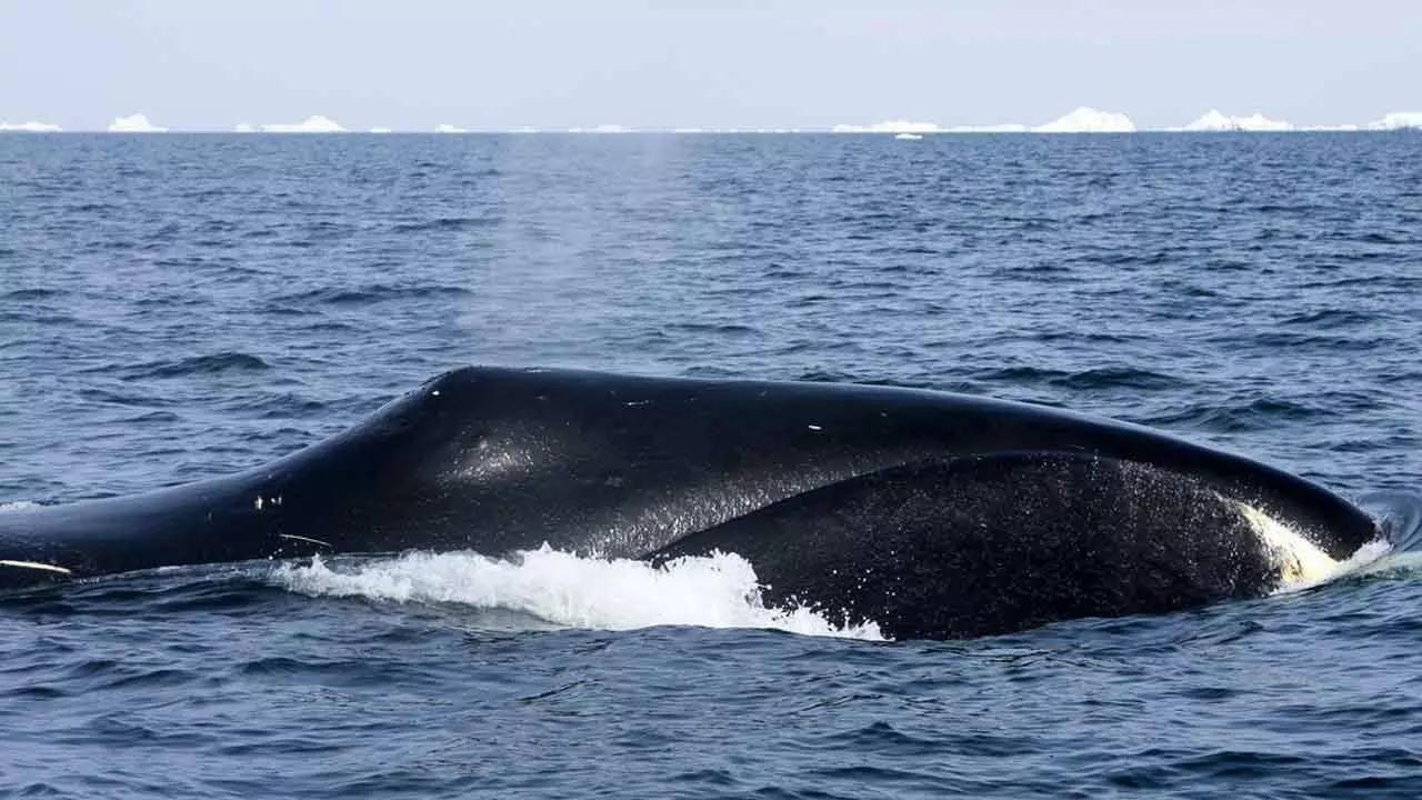 Saving Whales From The Harpoons Of The Past And Heat Of The Future Saving Whales From The Harpoons Of The Past And Heat Of The Future