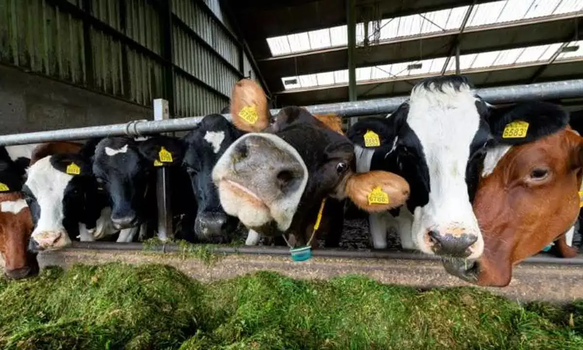 Be Wary Of Dutch Moves! It Might Revive The Abandoned Cattle Dung Route To India