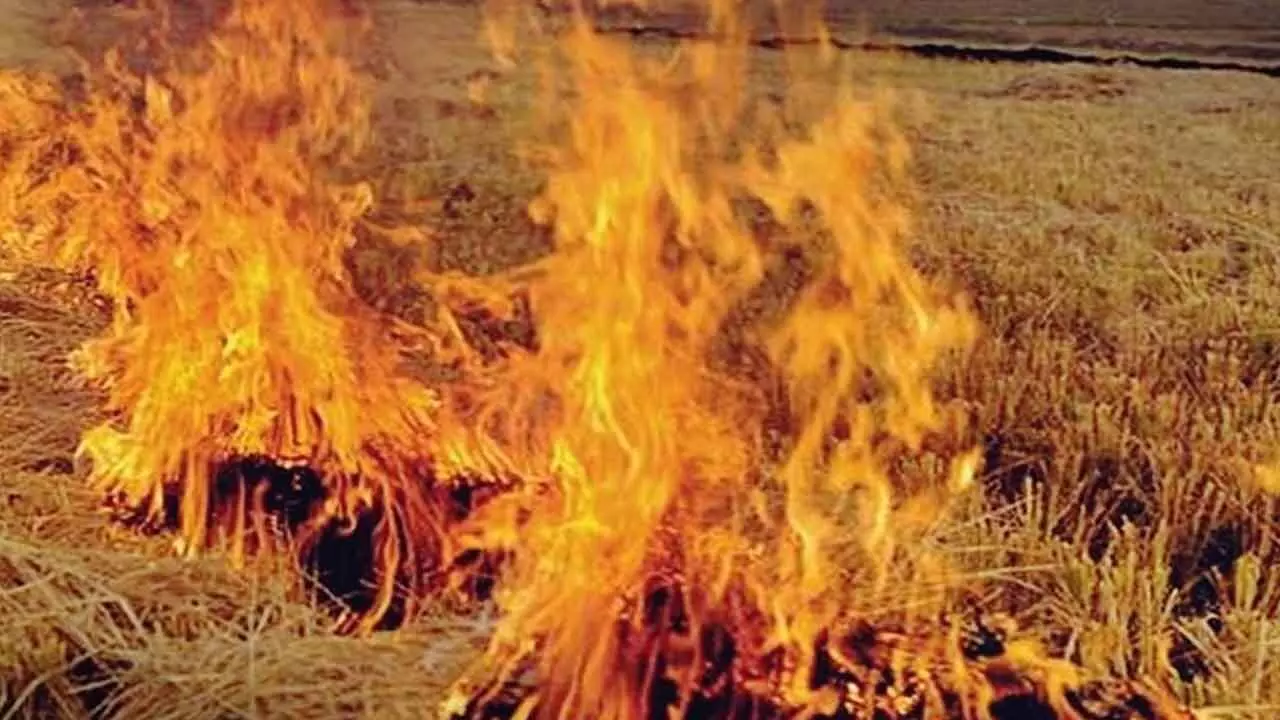 Govt Interventions In India, Pak Can Cut Deadly Pollution