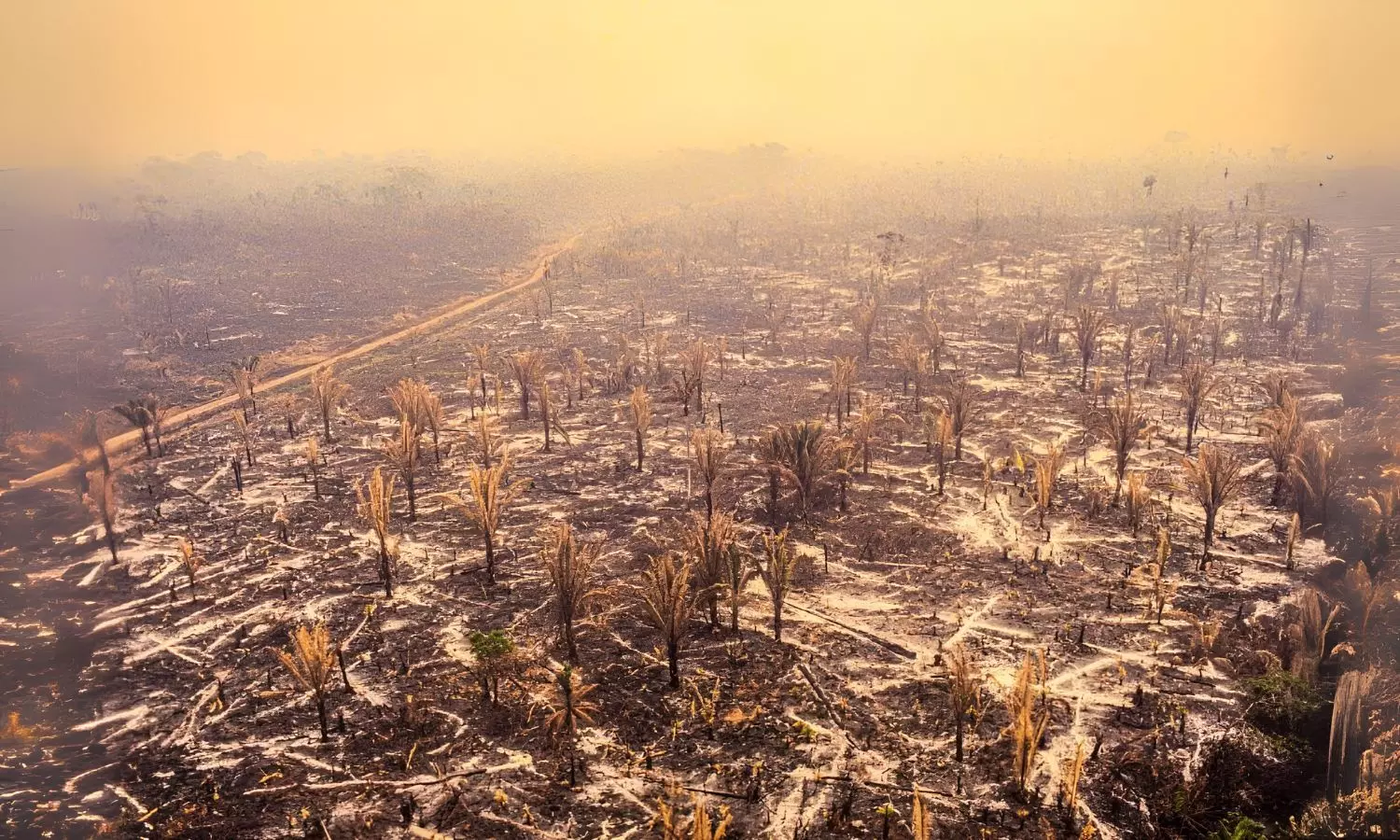 Study: Earth Awaits New Human And Mammal Extinction Study: Earth Awaits New Human And Mammal Extinction
