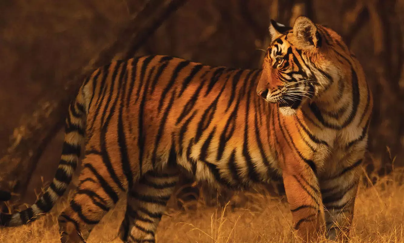 25 Tigers Missing from Ranthambore National Park, Investigation Launched