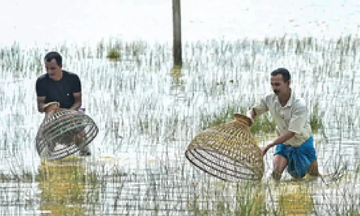 Finance Ministry tells banks to give more loans for agri-allied activities