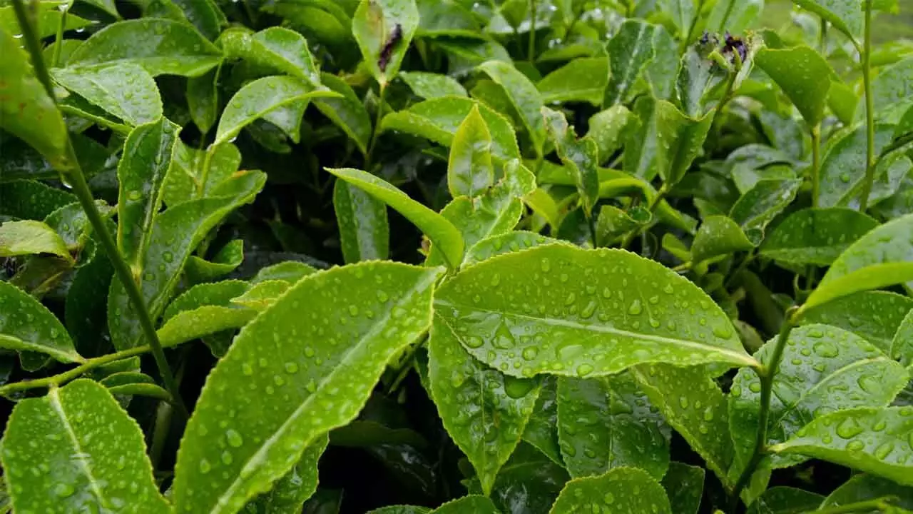 Asian Tea Producers Eye Untapped African Market Asian Tea Producers Eye Untapped African Market