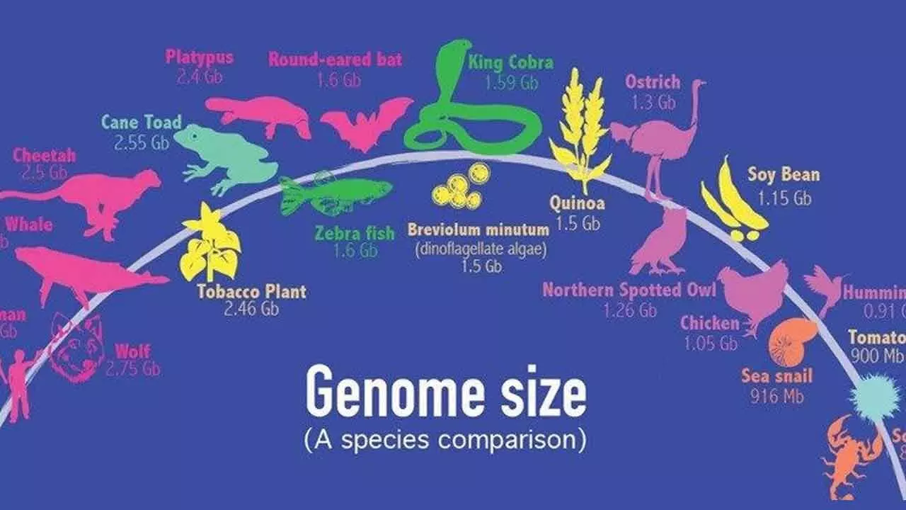Variations In Genome Size Highlight Life’s Diversity On Earth And Also Pose Intriguing Evolutionary Questions Variations In Genome Size Highlight Life’s Diversity On Earth And Also Pose Intriguing Evolutionary Questions