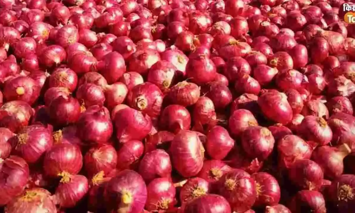 Onion Prices Likely To Dip With Arrival Of New Crop