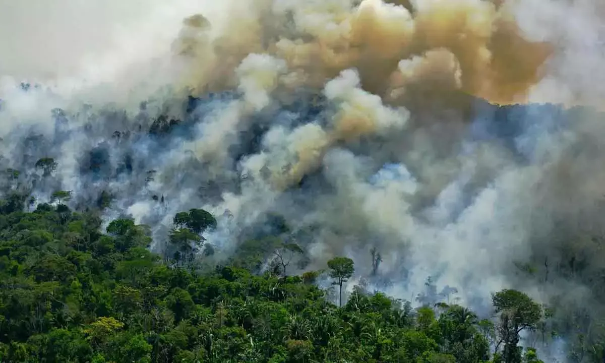 Unabated CO2 Emissions And Global Warming Will Kill Tropical Rain Forests