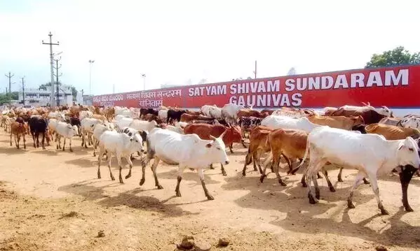 Satyam Shivam Sundaram Gau Nivas holds Maha Annakut Mahotsav at Umda Nagar
