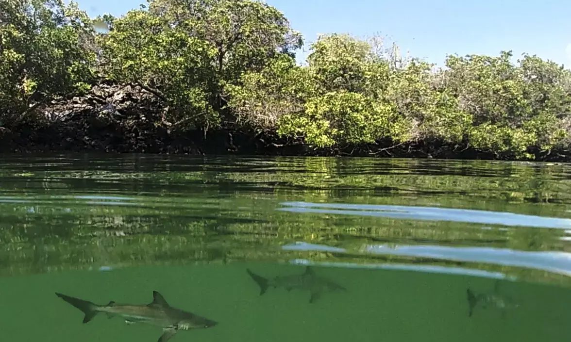 Global Freshwater Levels Decline Sharply Since 2014, Study Finds