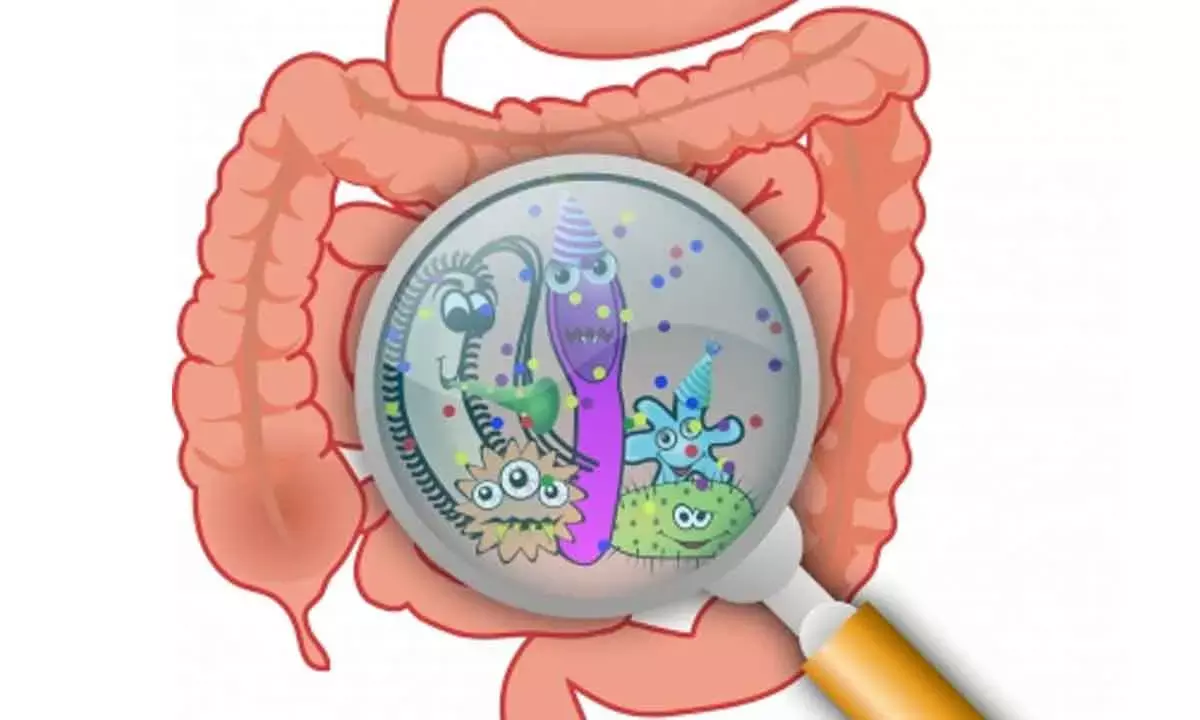 What Are The Mechanisms Behind Food Poisoning, Gut Infections?