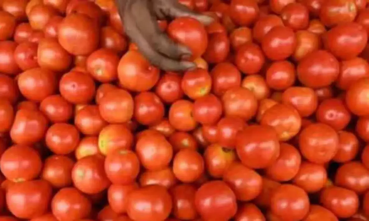 Tomato Prices Drop 22.5% As Fresh Crop Inflow Picks Up
