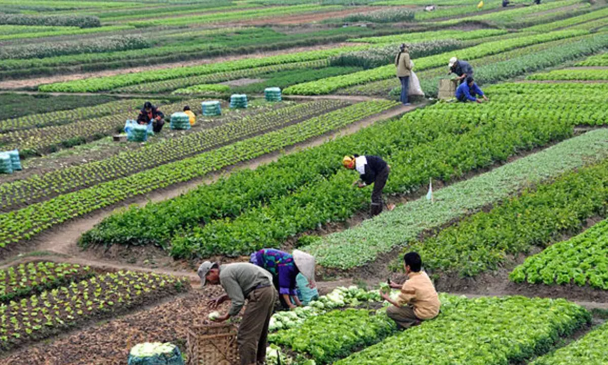 30% agri land at risk amid soil degradation