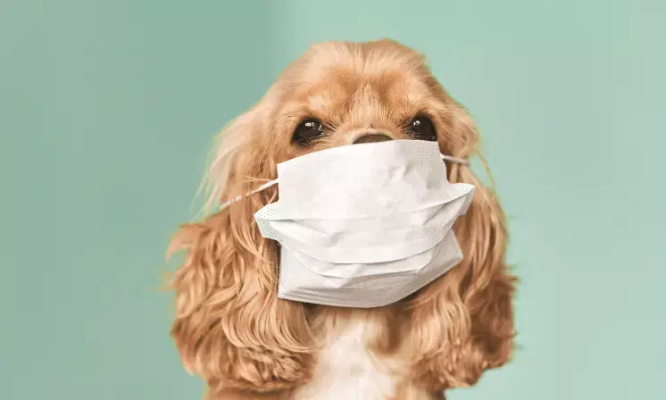 How Air Pollution Affects Pets and How to Protect Them
