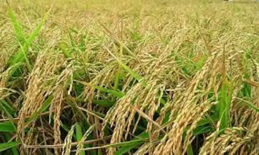 Telangana will Achieve Record Paddy Procurement This Season: Uttam