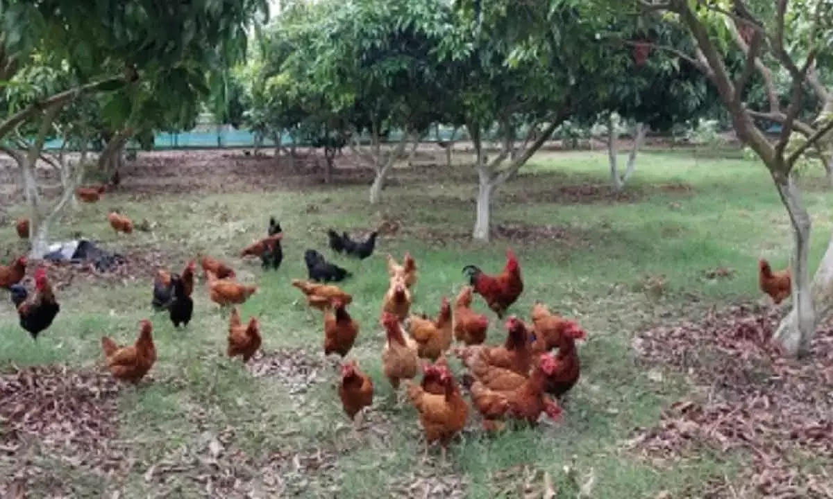 Ban On Antibiotics In Animal Food Products To Help Curb AMR