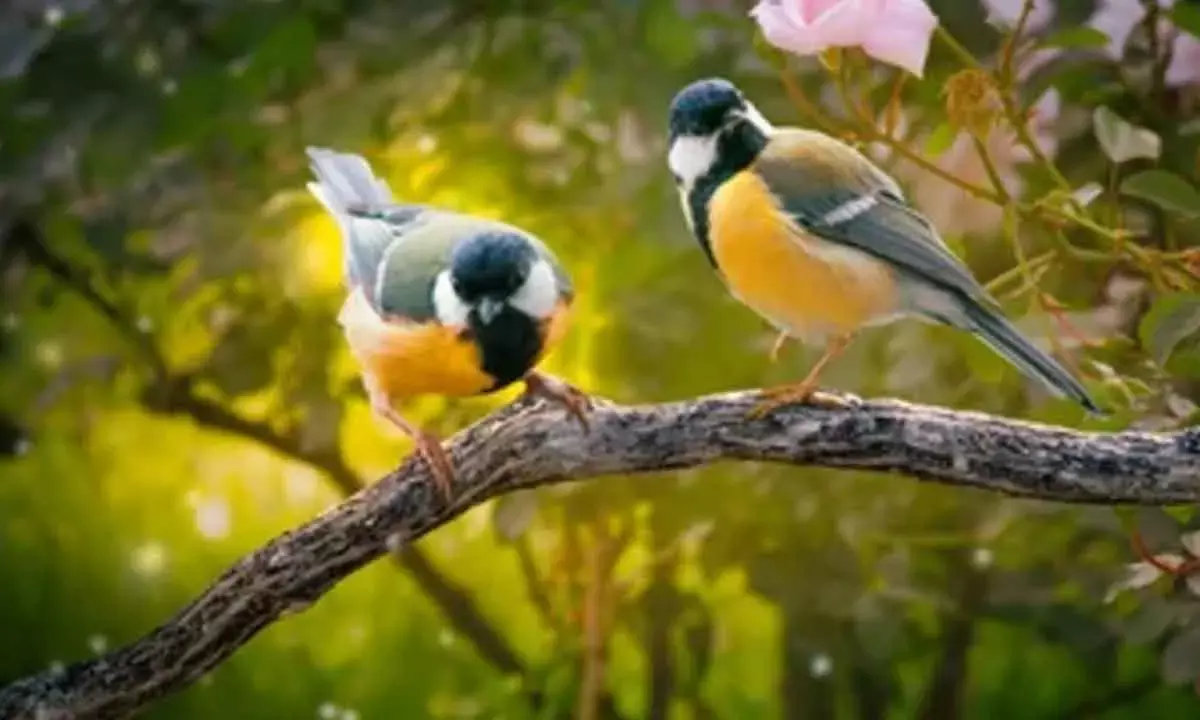 ‘Divorce’ In Birds: Extreme Weather Pushes Couples Past Breaking Point