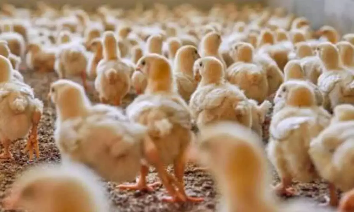 Bird Flu Crisis Hits Andhra Pradesh, Poultry Industry in Turmoil