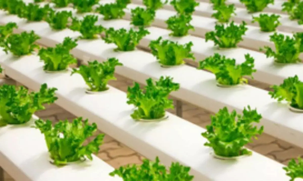 India stands out as a leader in AI-driven sustainability initiatives: Report