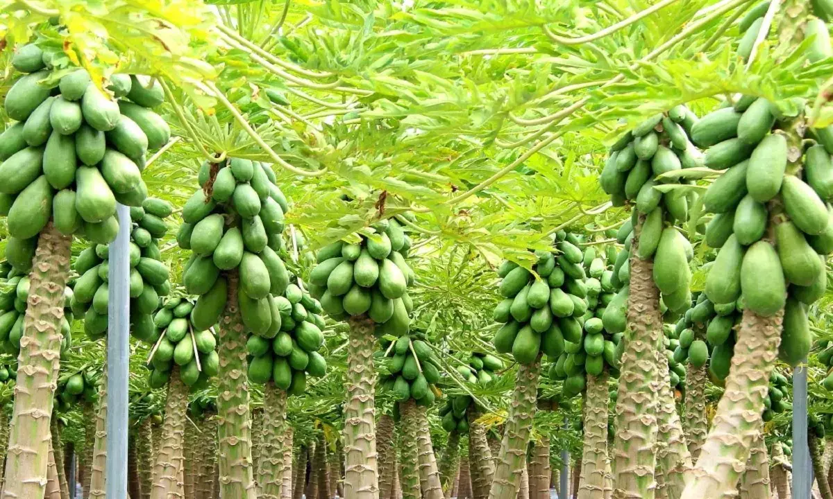 Transform Your Financial Future: Profitable Papaya Farming on Just One Acre of Land